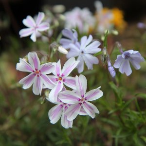 Flox šidlolistý (Phlox) ´CANDY STRIPES´, kont. P9